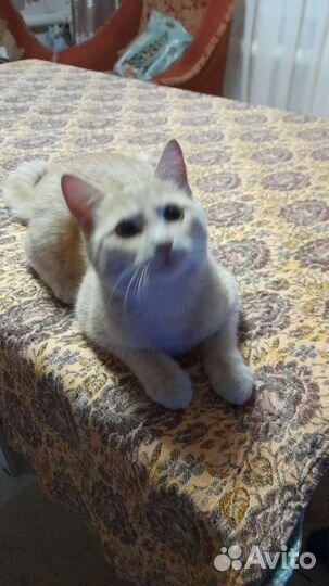 Котик в дар