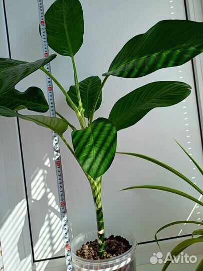 Диффенбахия