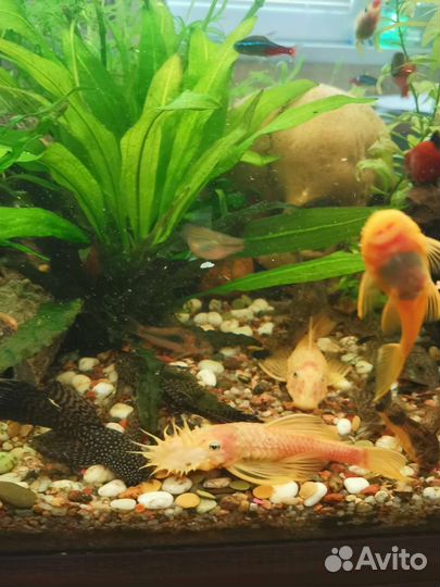 Сомики анциструс золотистый гуппи пецилия
