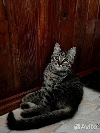 Потерялась кошка