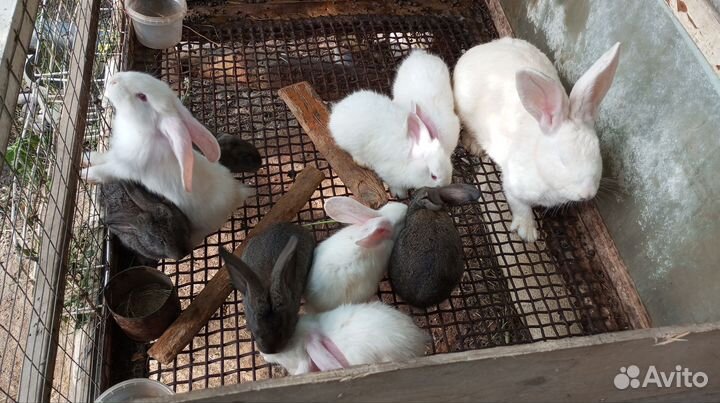 Крольчата
