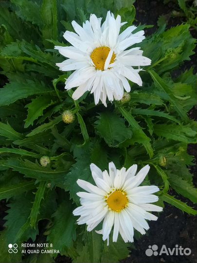 Ромашка махровая Крейзи Дейзи