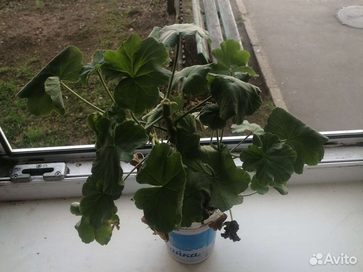 Пеларгония герань