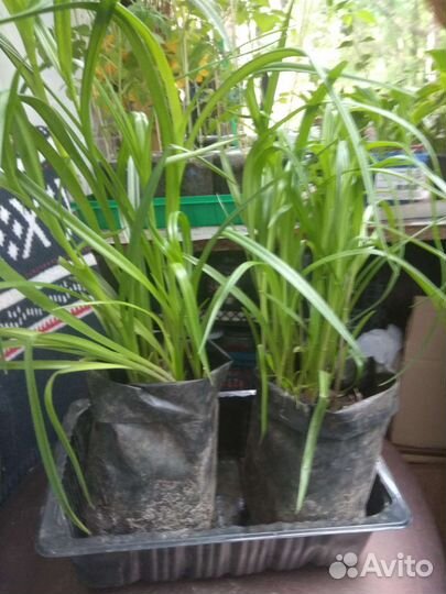 Традесканция садовая