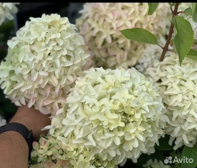 Гортензия метельчатая Скайфолл