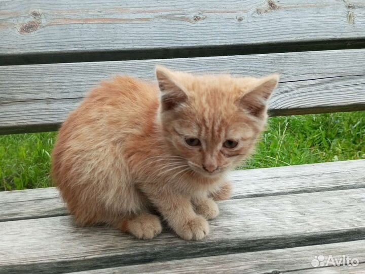 Кошка в дар бесплатно