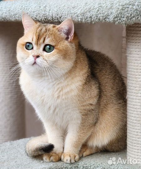 Британский кот вязка