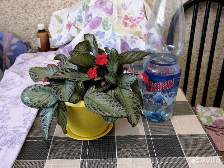 Растение домашнее