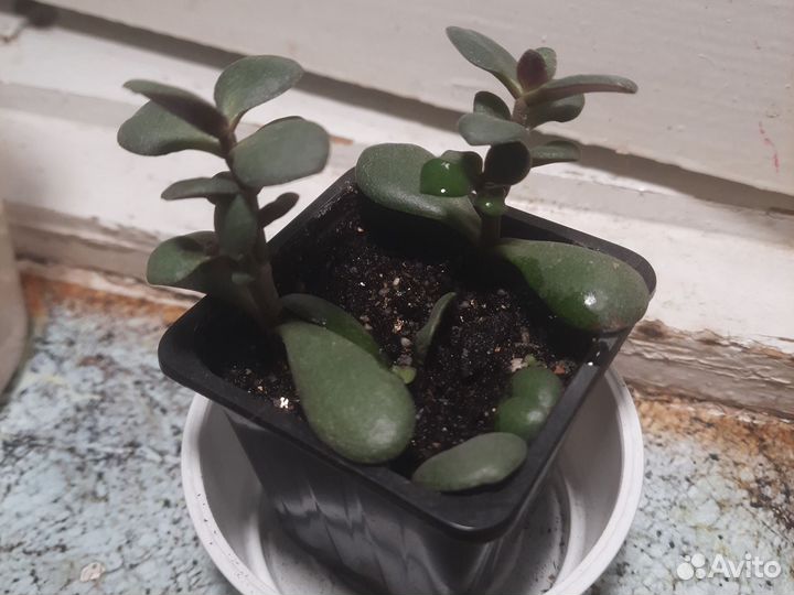 Крассула, толстянка, денежное дерево
