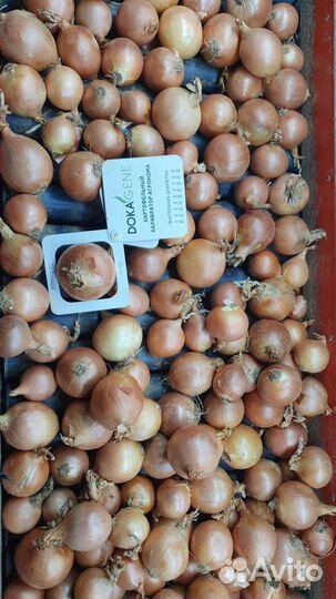 Лук репчатый