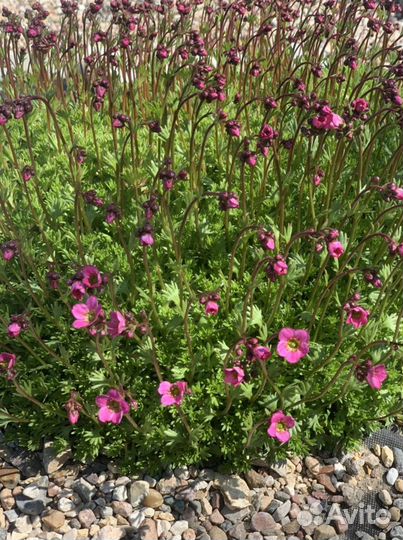 Растения для альп. горок, рокариев