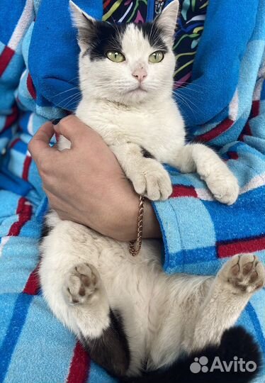 Котенок