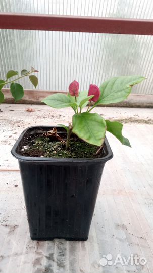 Бугенвилия розовая