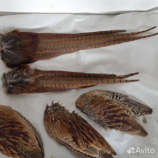 Хвост(перья) фазана