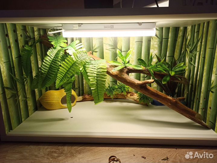 Террариум для эублефара