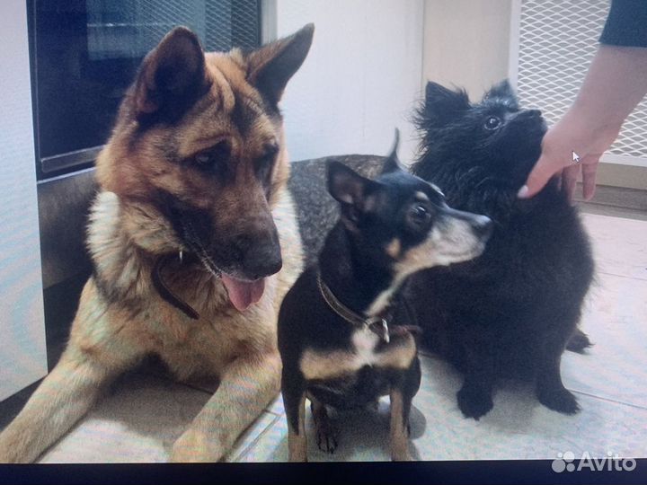 Передержка животных