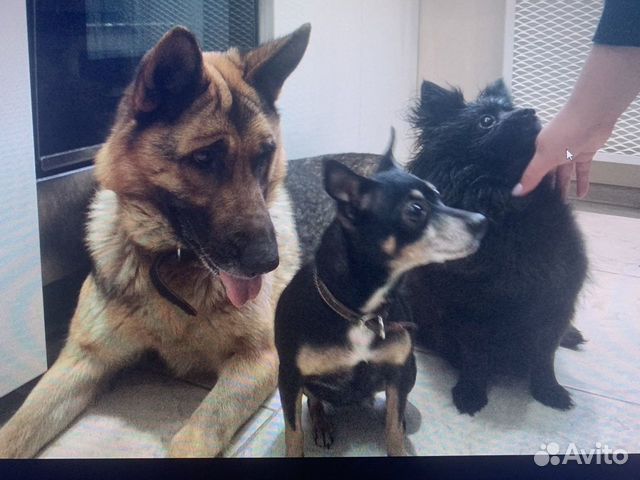 Передержка животных