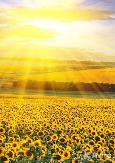 Масло подсолнечное нерафинированное разливное