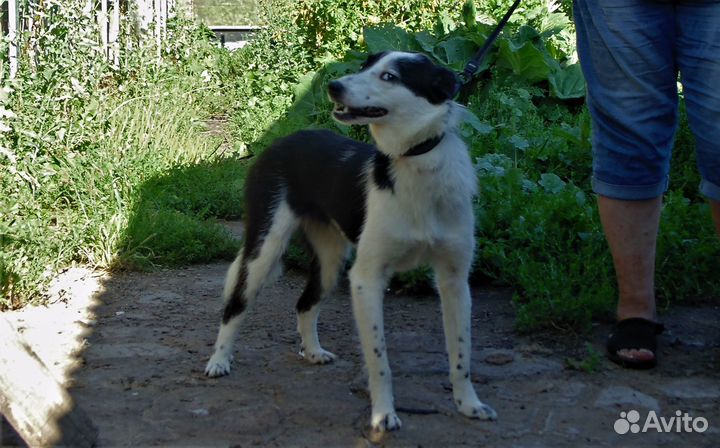 Айя ищет дом