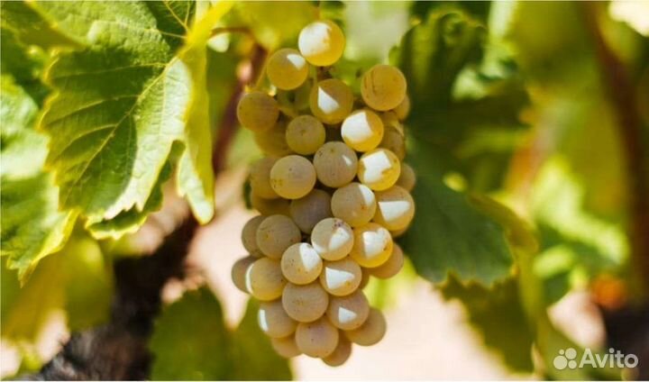Виноград 