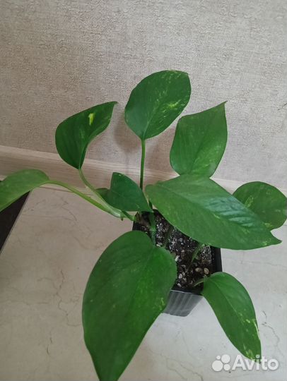 Сциндапсусы, эпипремнумы