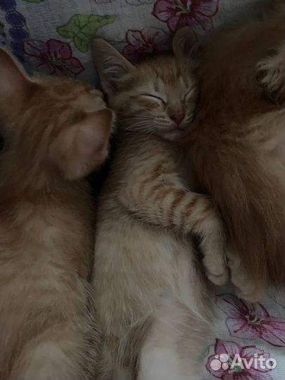 Кошка в дар