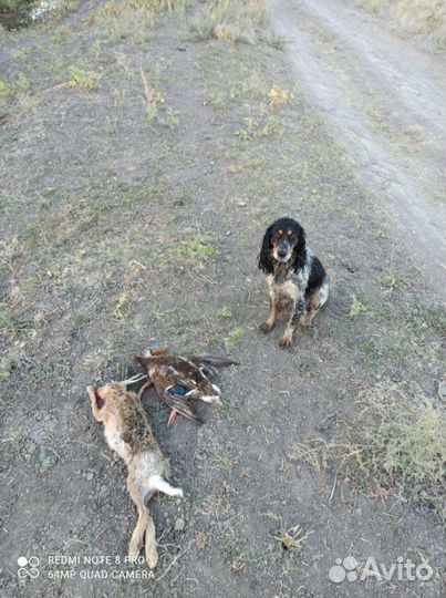 Спаниель Вязка