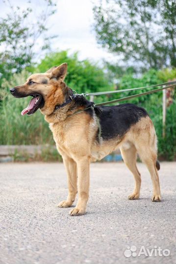 Овчарка в добрые руки