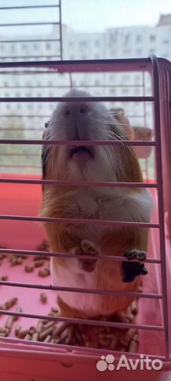 Морская свинка с клеткой