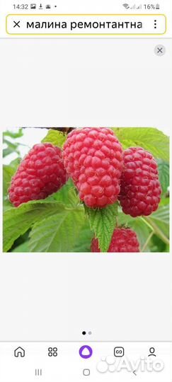 Ремонтантная малина