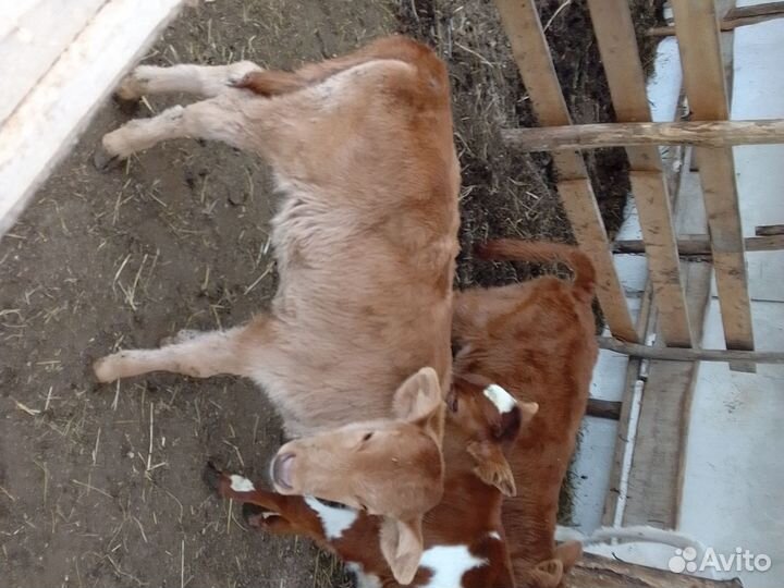 Бычки подсосные и тёлка