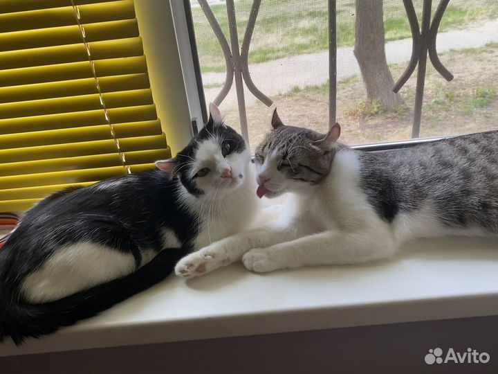 Кошки бесплатно