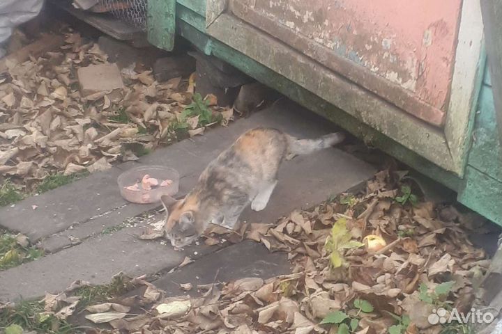 В добрые руки,хорошеньких котят