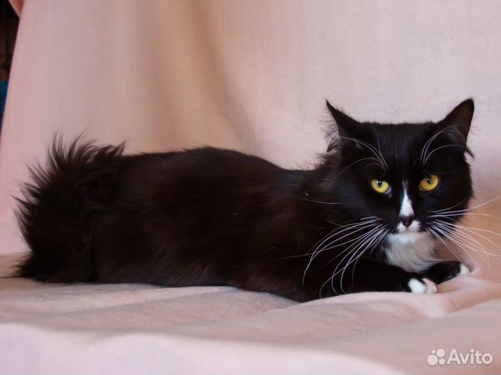 Кот Пушистень, 2 года