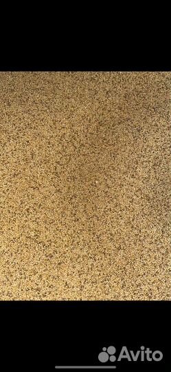 Семена горчицы