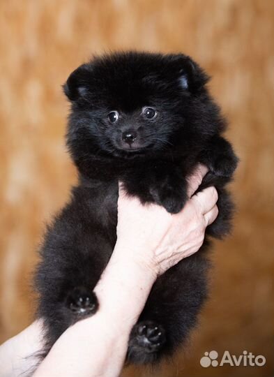 Продаю щенков шпица