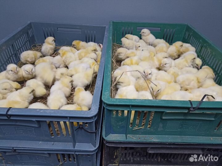 Цыплята бройлеры