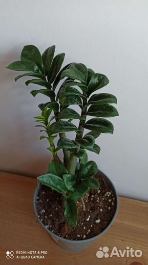 Замиокулькас Зензи (Zenzi)