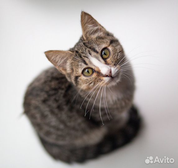 Котенок в добрые руки