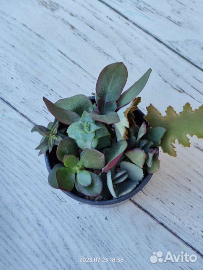 Садики из суккулентов, каланхоэ и крассулы