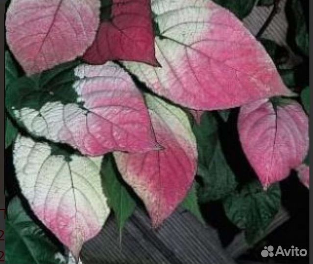 Актинидия коломикта муж и гибридная