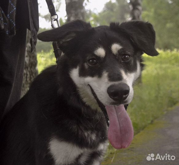 Нико ищет любящую семью