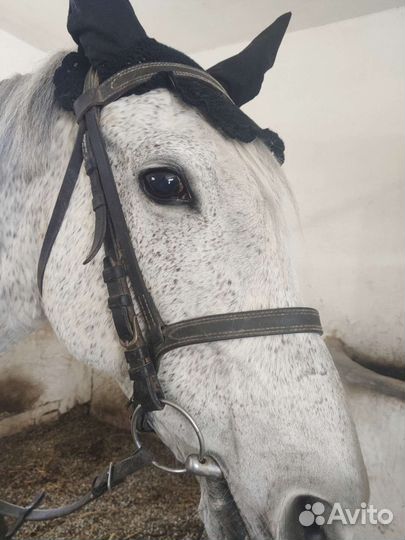 Ушки для лошади