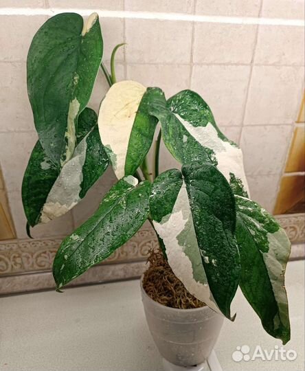 Сингониум Чиапенсе