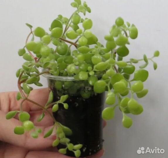 Суккуленты 2