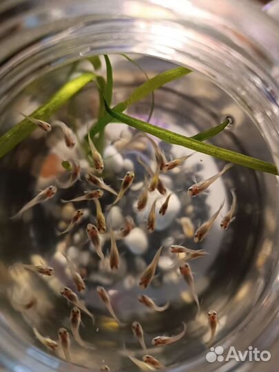 Гуппи mix излишки