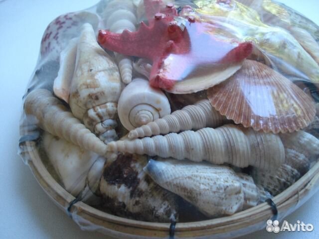 Морские раковины