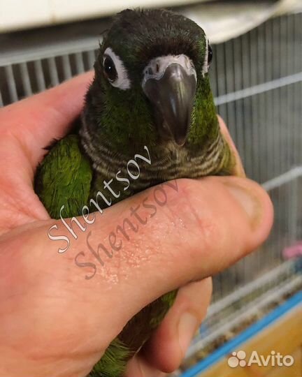 Птенцы пирруры