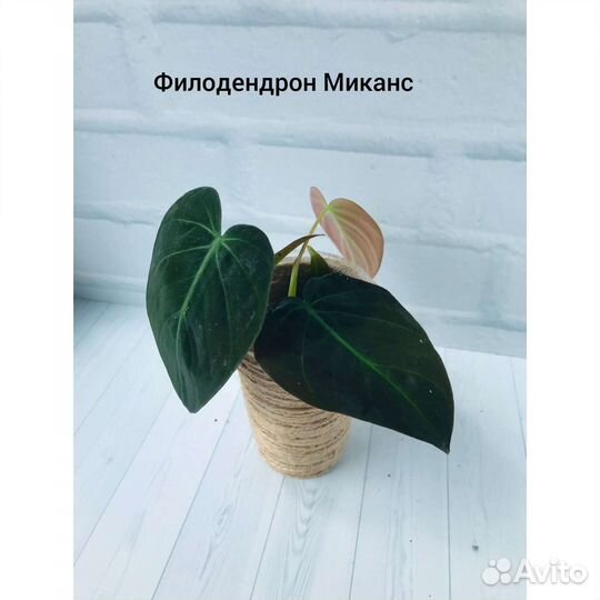 Эпипремнумы и филодендроны