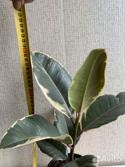 Фикус Эластика Тинеке Бургунди